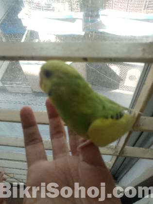 1 jora bajigar pakhi